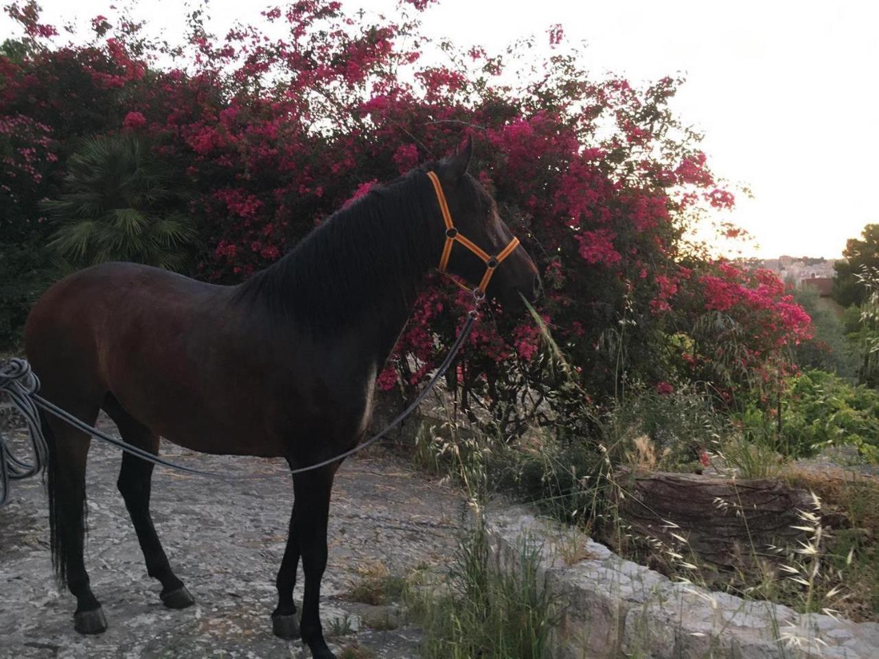 Country Room Sicily - Agrigentoholidays المظهر الخارجي الصورة